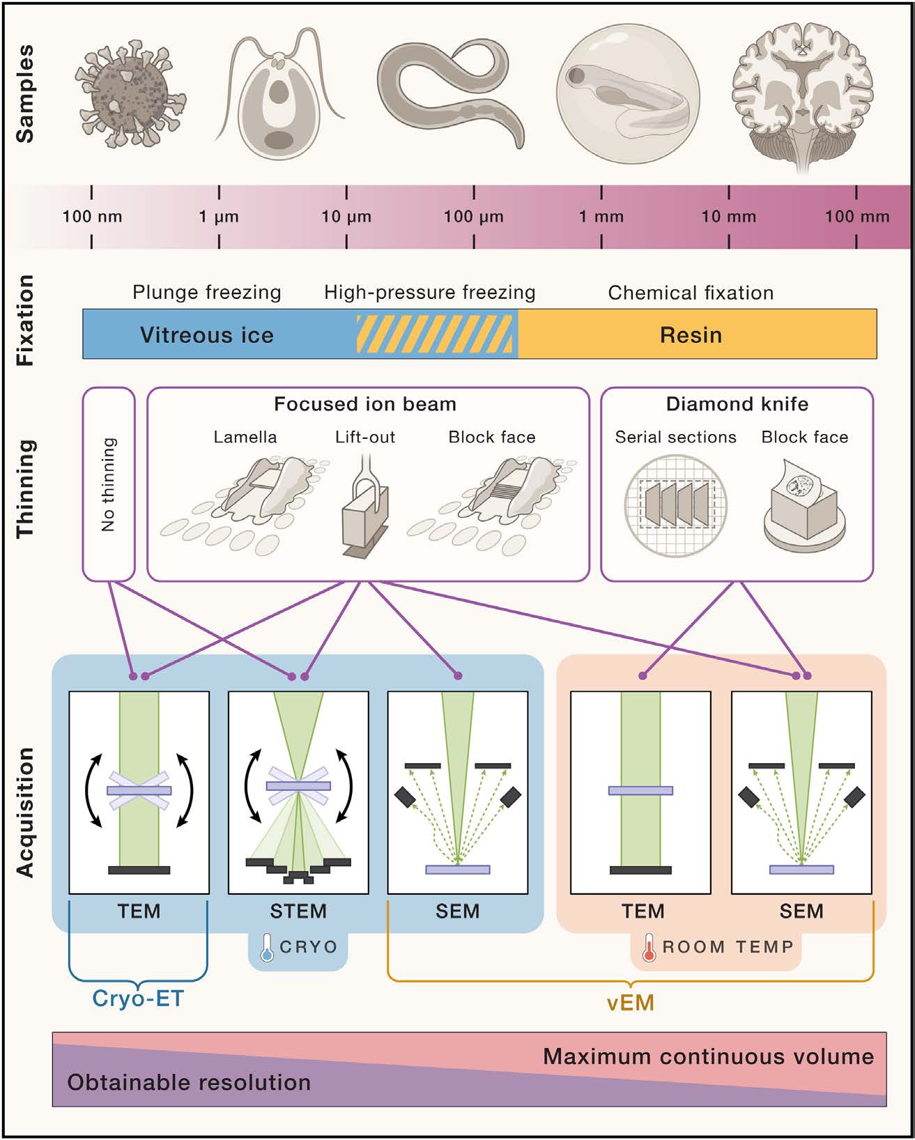 Integrating cellular electron microscopy workflow